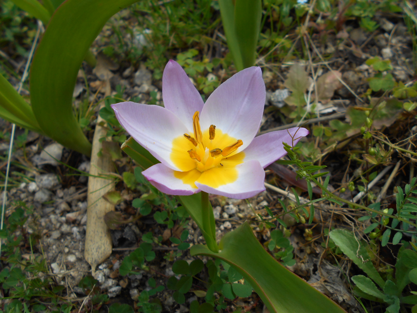 上からチューリップ